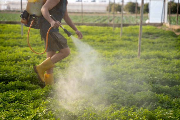Wasp Removal Services in Bridgeport, NE